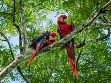 Yasuni National Park